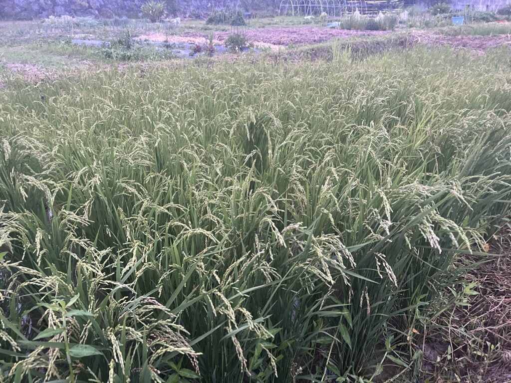 収穫前のお米